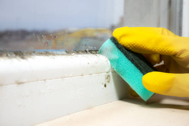 Best Crawl Space Mold Removal  in Fort Shawnee, OH