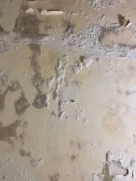 Best Mold Testing  in Fort Shawnee, OH