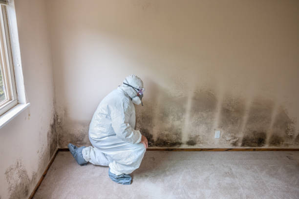 Best Mold Removal Company Near Me  in Fort Shawnee, OH