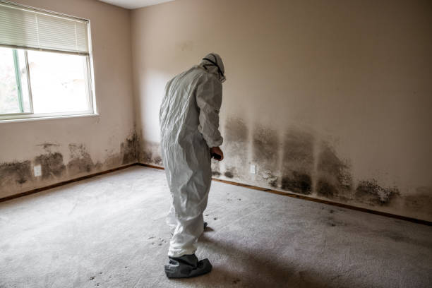 Best Mold Remediation  in Fort Shawnee, OH