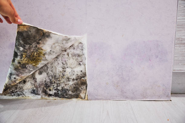 Best Same-Day Mold Removal  in Fort Shawnee, OH